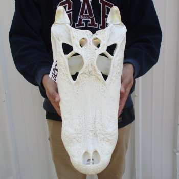 20" Florida Alligator Skull - $250