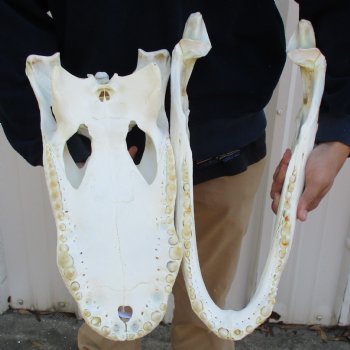 20" Florida Alligator Skull - $250