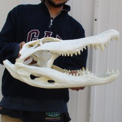 17-1/2" Florida Alligator Skull - $165