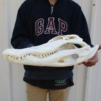 17-1/2" Florida Alligator Skull - $165