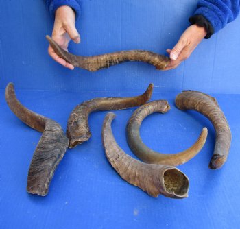 6 piece lot of Large/X-Large 17 to 19 inch B-Grade Goat Horns for sale - $20.00/lot 