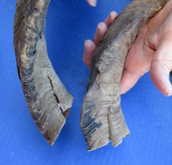 6 piece lot of Large/X-Large 17 to 19 inch B-Grade Goat Horns for sale - $20.00/lot 