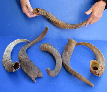 6 piece lot of Large/X-Large 16 to 20 inch B-Grade Goat Horns for sale - $20.00/lot 