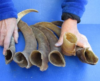 6 piece lot of Large/X-Large 16 to 20 inch B-Grade Goat Horns for sale - $20.00/lot 