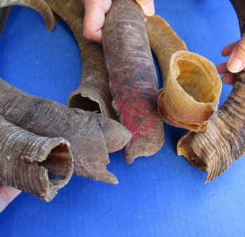 6 piece lot of Large/X-Large 16 to 20 inch B-Grade Goat Horns for sale - $20.00/lot 