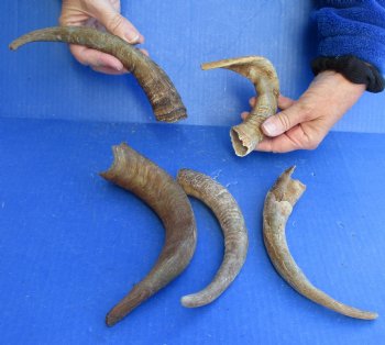 5 piece lot of Small 8 to 11 inch B-Grade Goat Horns for sale - $15.00/lot 