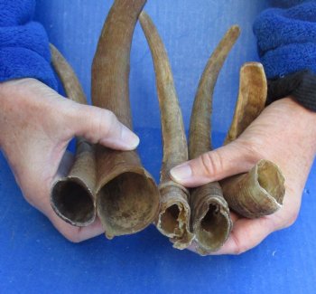 5 piece lot of Small 8 to 11 inch B-Grade Goat Horns for sale - $15.00/lot 