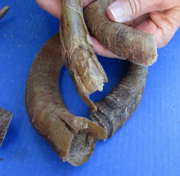 5 piece lot of Small 8 to 11 inch B-Grade Goat Horns for sale - $15.00/lot 