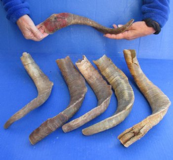 6 piece lot of Large/X-Large 16 to 20 inch B-Grade Goat Horns for sale - $20.00/lot 