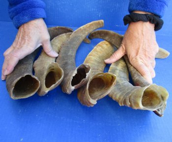 6 piece lot of Large/X-Large 16 to 20 inch B-Grade Goat Horns for sale - $20.00/lot 