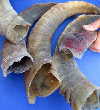 6 piece lot of Large/X-Large 16 to 20 inch B-Grade Goat Horns for sale - $20.00/lot 