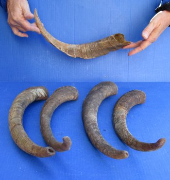 5 piece lot of Large 17-18 inch Goat Horns for sale - $35.00/lot 