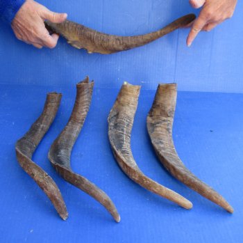 5 piece lot of Large 15-18 inch Goat Horns for sale - $35.00/lot 