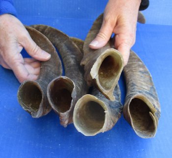 5 piece lot of Large 15-18 inch Goat Horns for sale - $35.00/lot 