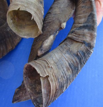 5 piece lot of Large 15-18 inch Goat Horns for sale - $35.00/lot 