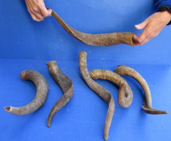 6 piece lot of Large/X-Large 16 to 19 inch B-Grade Goat Horns for sale - $20.00/lot 