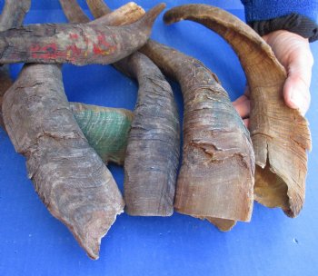 6 piece lot of Large/X-Large 16 to 19 inch B-Grade Goat Horns for sale - $20.00/lot 