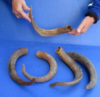 5 piece lot of Medium 14-16 inch Goat Horns for sale - $20.00/lot 