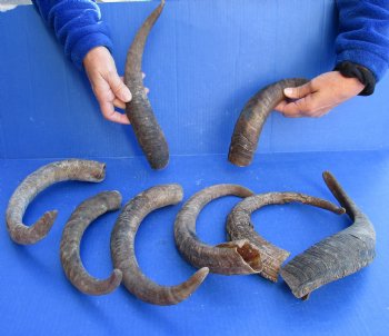 8 piece lot of Medium 13-16 inch Goat Horns for sale - $20.00/lot 