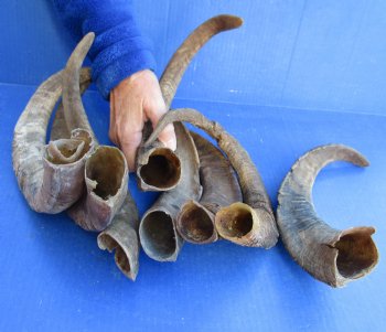 8 piece lot of Medium 13-16 inch Goat Horns for sale - $20.00/lot 