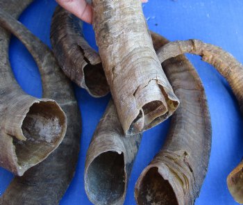 8 piece lot of Medium 13-16 inch Goat Horns for sale - $20.00/lot 