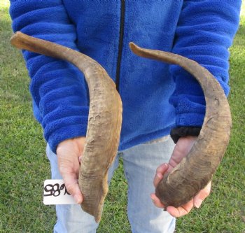 2 piece lot of XL 19-20 inch Goat Horns for sale - $25.00/lot 