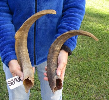 2 piece lot of XL 19-20 inch Goat Horns for sale - $25.00/lot 