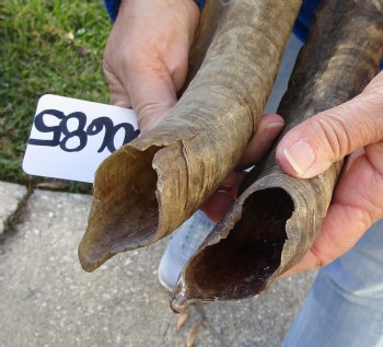 2 piece lot of XL 19-20 inch Goat Horns for sale - $25.00/lot 