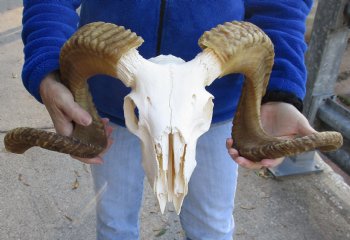 B-Grade African Merino Ram/Sheep Skull with 25 and 26 inch Horns - $115