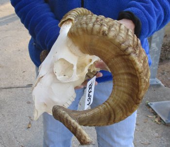 B-Grade African Merino Ram/Sheep Skull with 25 and 26 inch Horns - $115