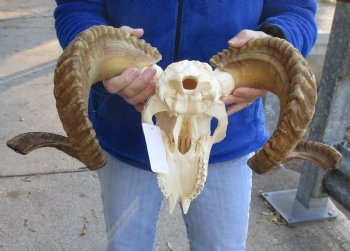 B-Grade African Merino Ram/Sheep Skull with 25 and 26 inch Horns - $115