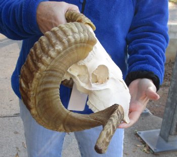 B-Grade African Merino Ram/Sheep Skull with 25 and 26 inch Horns - $115