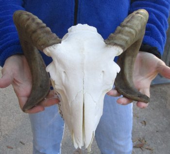 B-Grade African Merino Ram/Sheep Skull with 18 inch Horns - $85