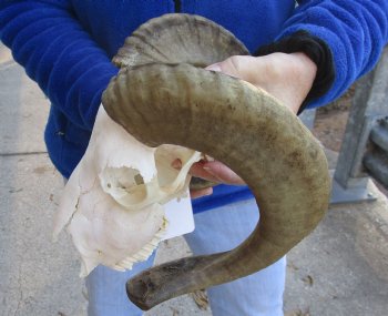 B-Grade African Merino Ram/Sheep Skull with 18 inch Horns - $85