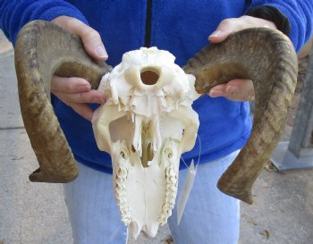 B-Grade African Merino Ram/Sheep Skull with 18 inch Horns - $85