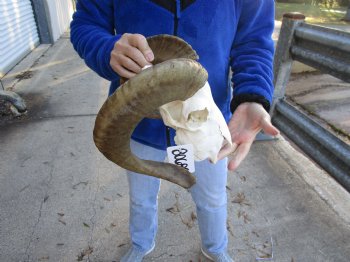 B-Grade African Merino Ram/Sheep Skull with 18 inch Horns - $85