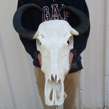 B-Grade 19" Water Buffalo Skull & Jaw with 22" Horns - $75