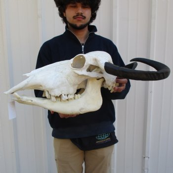 B-Grade 19" Water Buffalo Skull & Jaw with 22" Horns - $75