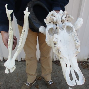 B-Grade 19" Water Buffalo Skull & Jaw with 22" Horns - $75