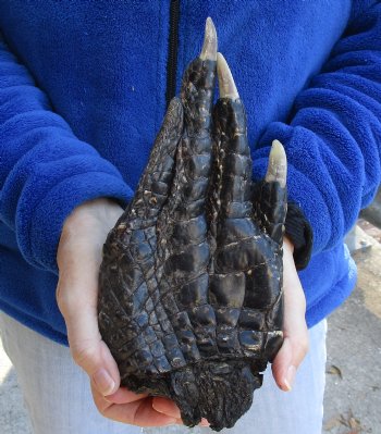 Authentic  10" Preserved Alligator Foot - $35