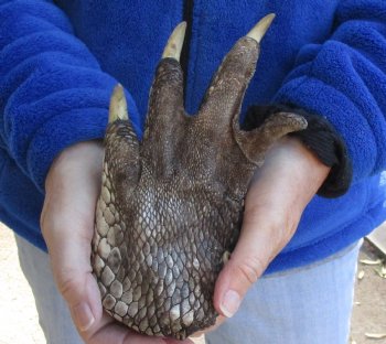 Authentic  8" Preserved Alligator Foot - $20