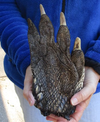 Authentic  9-1/2" Preserved Alligator Foot - $30