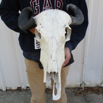 B-Grade 20" Water Buffalo Skull with 17" Horns - $45