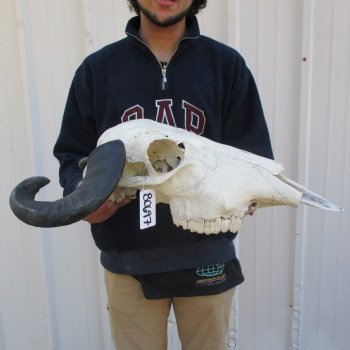 B-Grade 20" Water Buffalo Skull with 17" Horns - $45