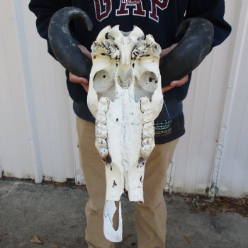 B-Grade 20" Water Buffalo Skull with 17" Horns - $45