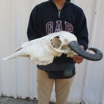 B-Grade 20" Water Buffalo Skull with 17" Horns - $45