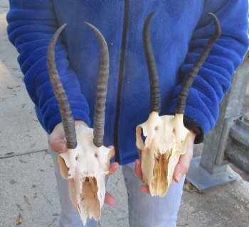 2 Craft Grade Female Springbok Skulls with 7" and 8" Horns - $40