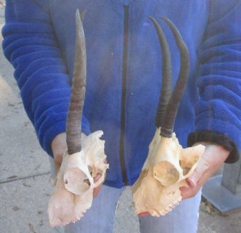 2 Craft Grade Female Springbok Skulls with 7" and 8" Horns - $40