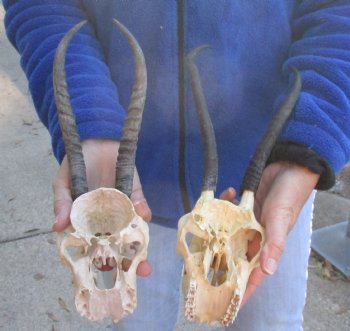 2 Craft Grade Female Springbok Skulls with 7" and 8" Horns - $40