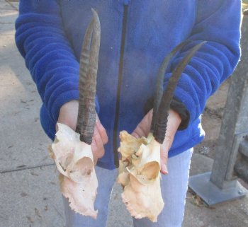 2 Craft Grade Female Springbok Skulls with 7" and 8" Horns - $40